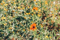 1 primavera natura sardegna