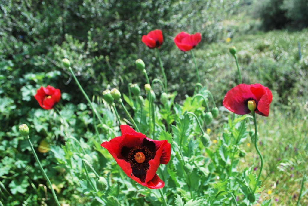 Papaveri Sardegna