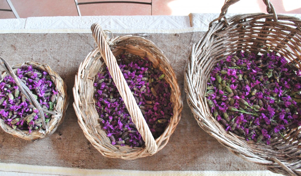 raccolta lavanda