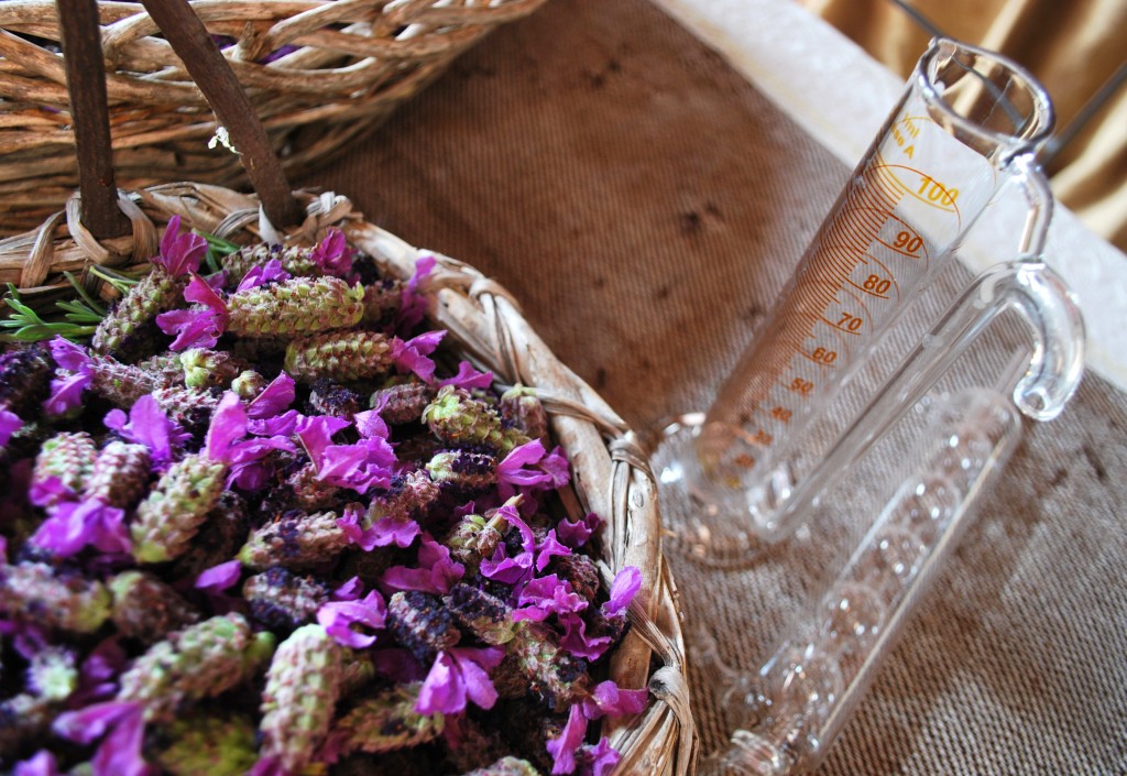 lavanda spontanea