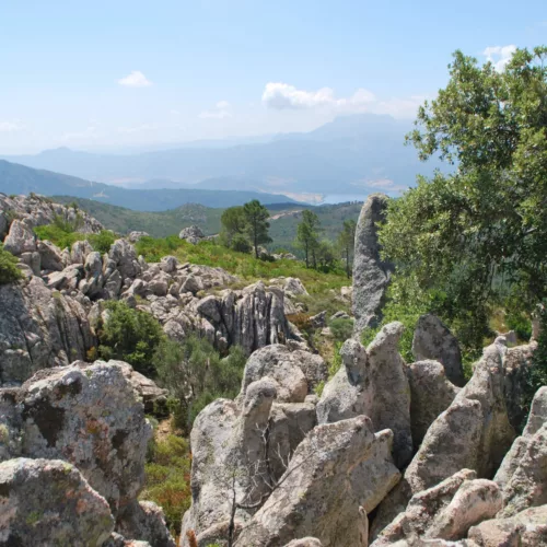 foresta usinavà