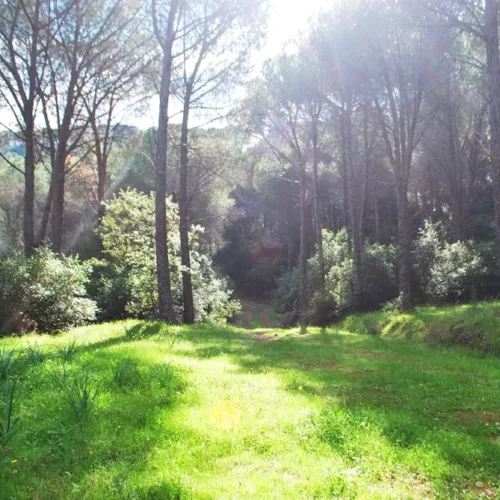 passeggiata nel bosco