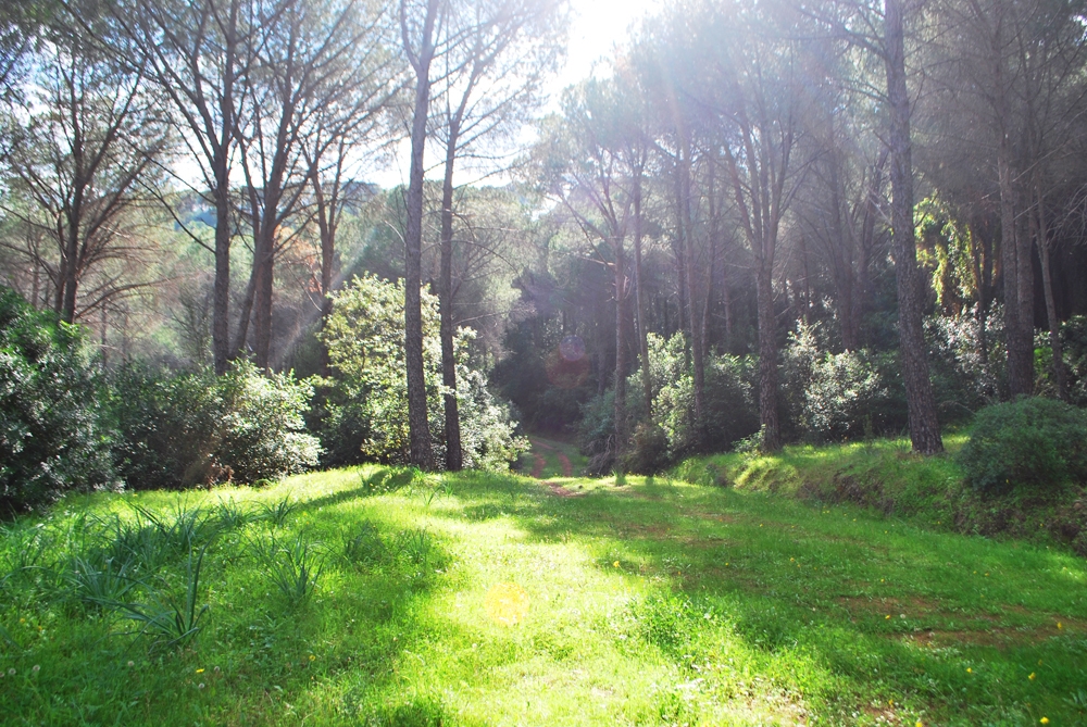 passeggiata nel bosco