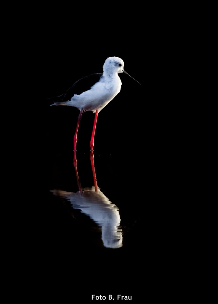 avifauna sardegna