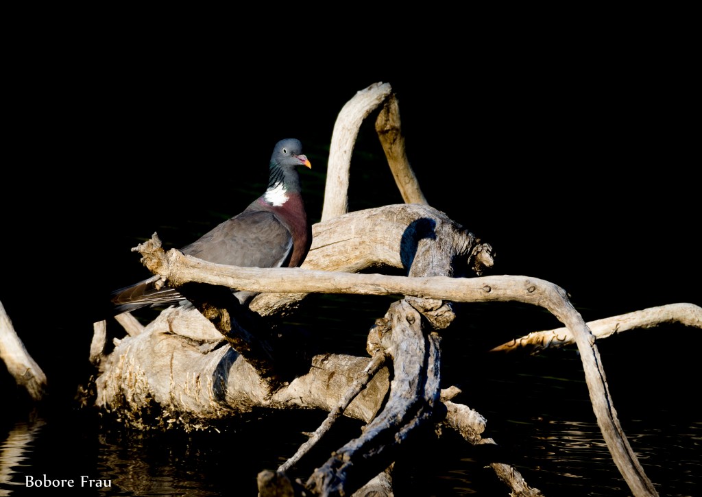 sardegna parco naturale