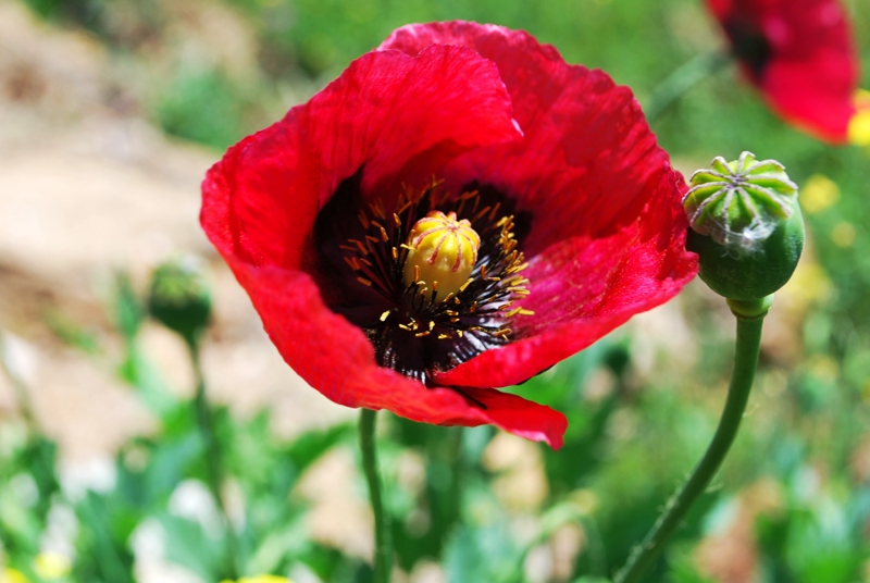 primavera sardegna