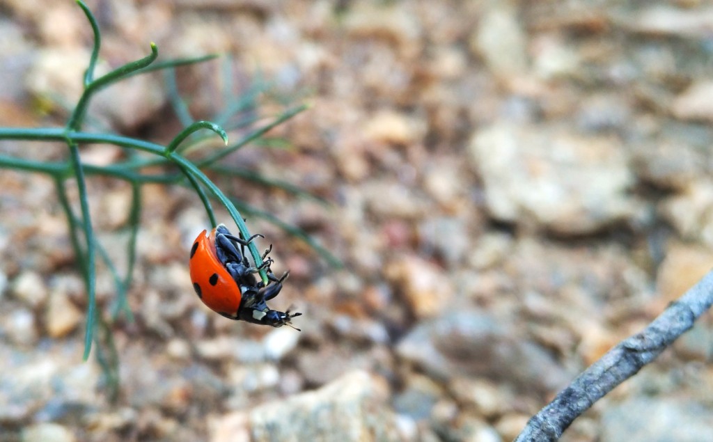 coccinella