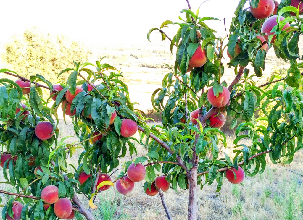 pesche colazione sardegna