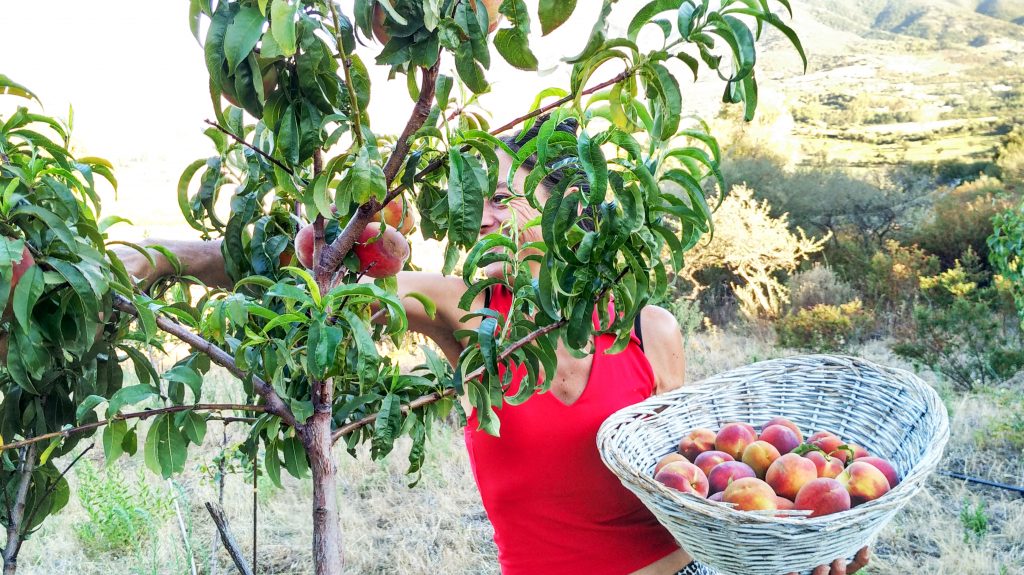 frutta a colazione sardegna