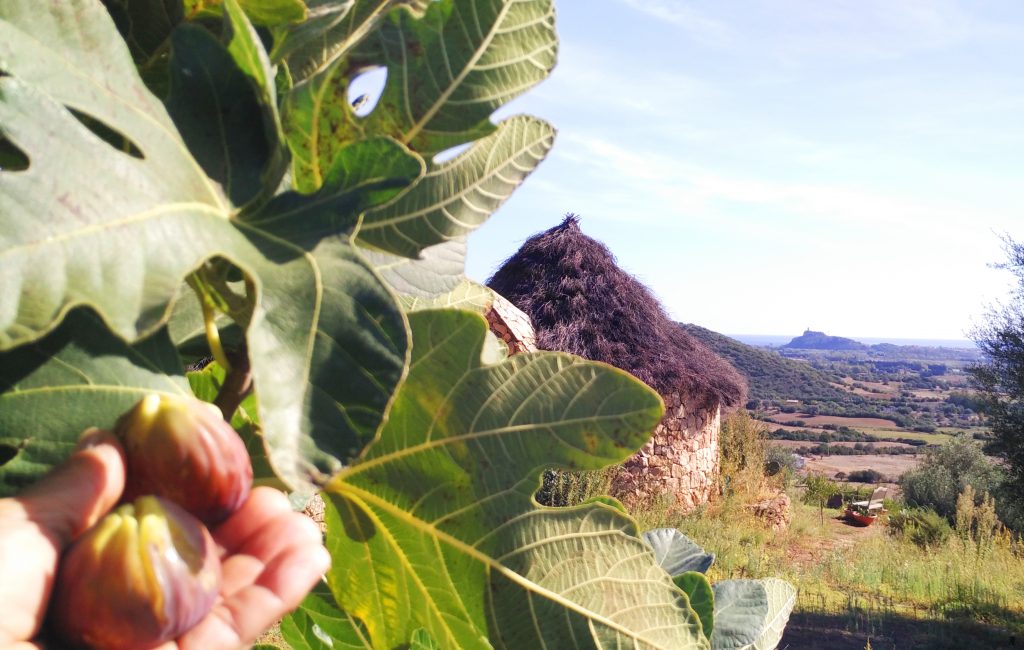 frutta bio sardegna