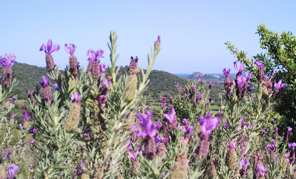 olio essenziale lavanda