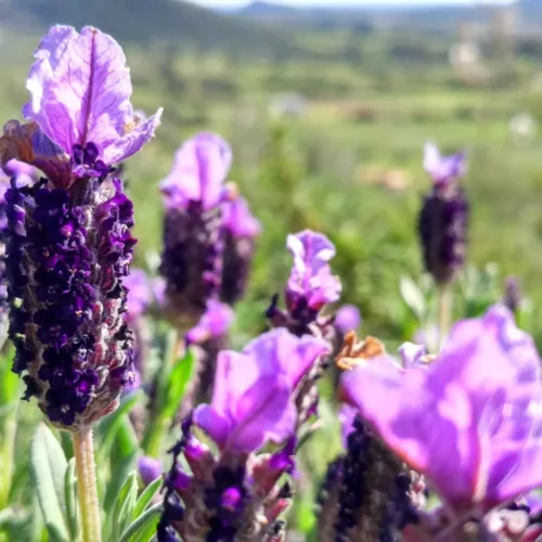 lavanda sardegna