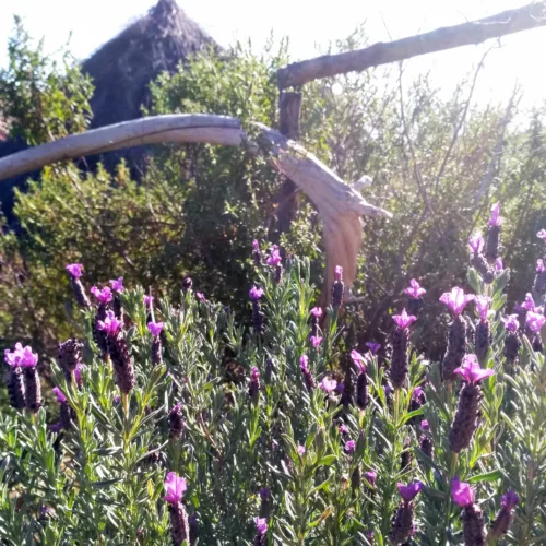 lavanda spontanea