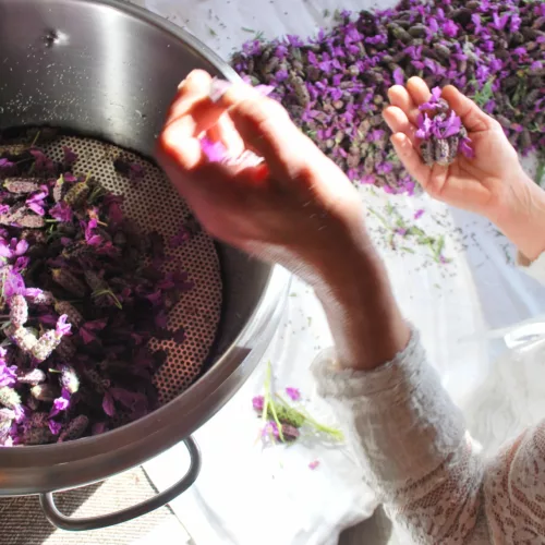 distillatore lavanda