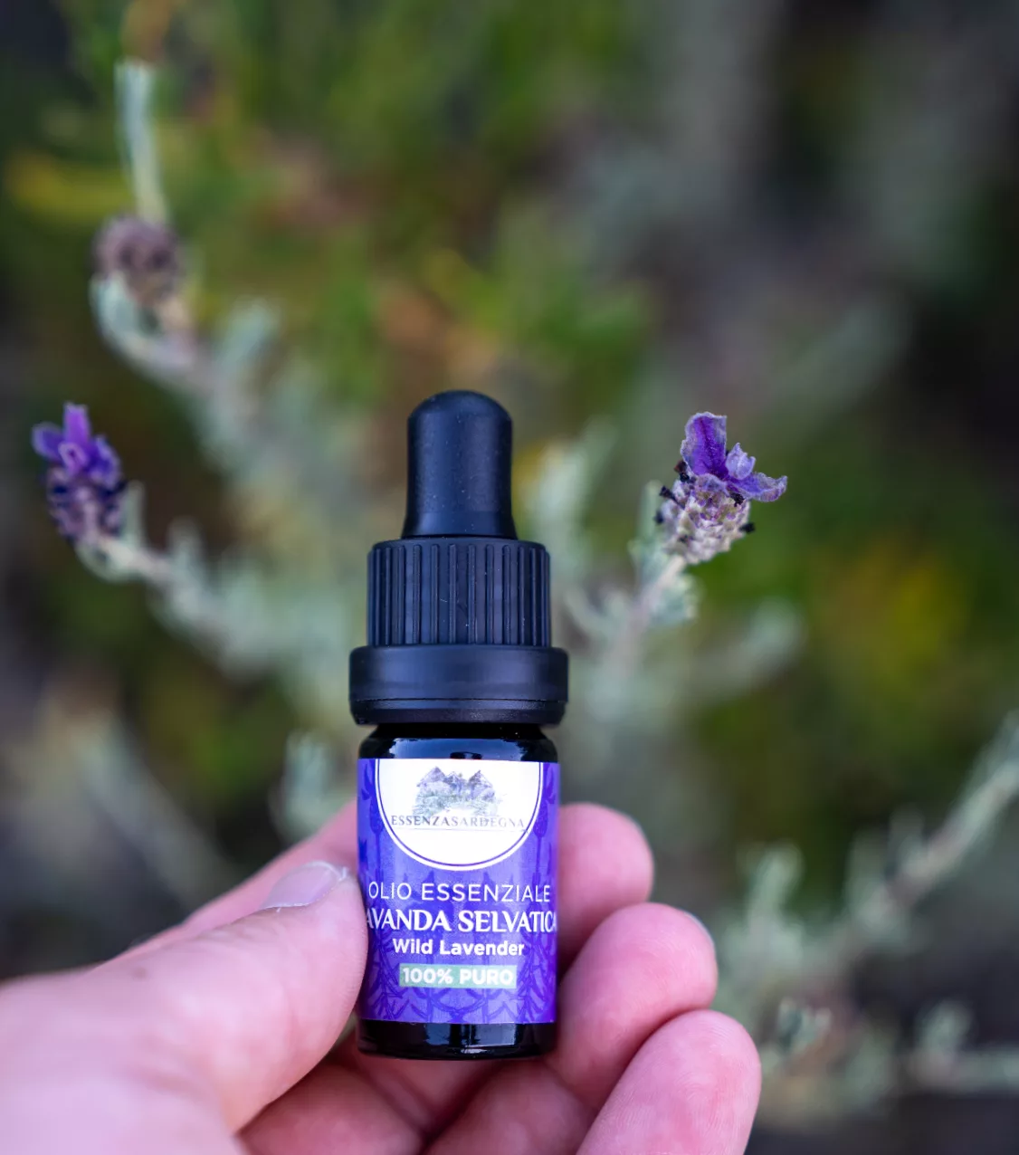 Olio Essenziale di Lavanda Selvatica BIO