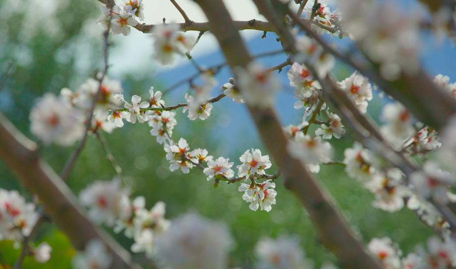 primavera in sardegna viaggio vacanza benessere